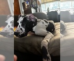 Small #30 Great Dane