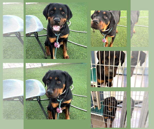 Medium Photo #2 Rottweiler Puppy For Sale in Gilbert, AZ, USA