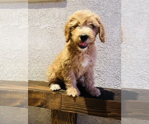 Goldendoodle Puppy for sale in YUCAIPA, CA, USA
