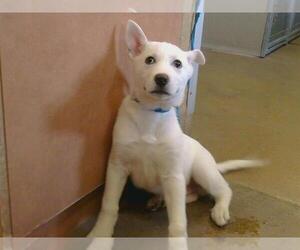 German Shepherd Dog Dogs for adoption in Sacramento, CA, USA