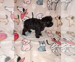 Small #1 Poodle (Toy)