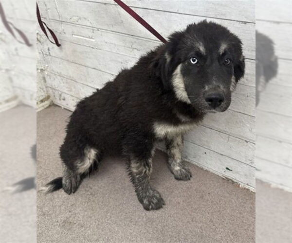 Medium Photo #1 German Shepherd Dog-Unknown Mix Puppy For Sale in San Bernardino, CA, USA
