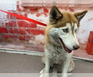 Siberian Husky Dogs for adoption in San Bernardino, CA, USA