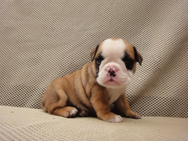 Medium Photo #1 Bulldog Puppy For Sale in RICHMOND, VA, USA