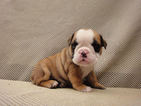 Small Bulldog