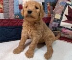 Small #2 Goldendoodle