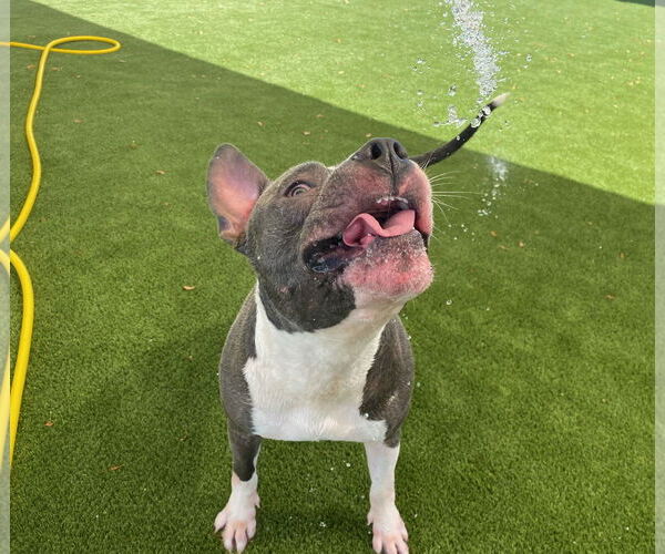 Medium Photo #9 Bull Terrier-Bulldog Mix Puppy For Sale in St. Louis Park, MN, USA