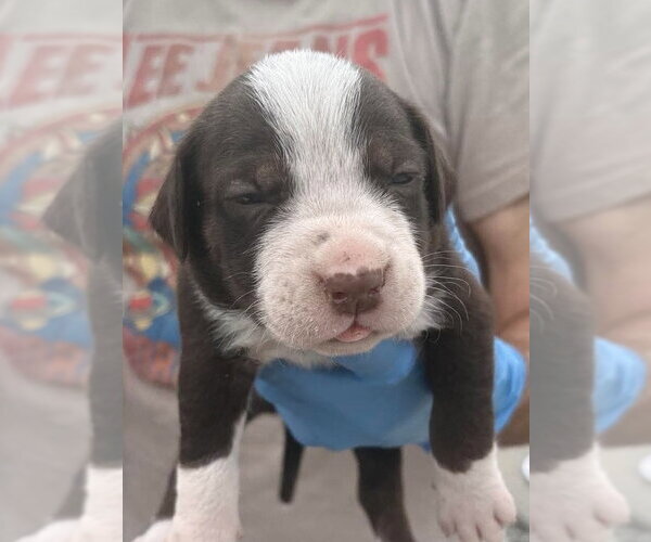 Medium Photo #4 Labrador Retriever-Unknown Mix Puppy For Sale in Bolivar, MO, USA