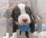 Small #3 Labrador Retriever Mix