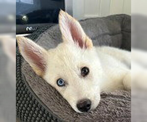 Medium Photo #4 Siberian Husky Puppy For Sale in Fremont, CA, USA