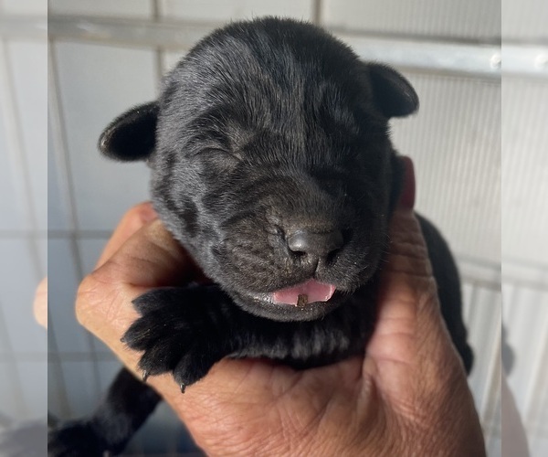 Medium Photo #1 Labrador Retriever Puppy For Sale in OSYKA, MS, USA