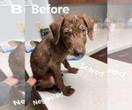 Small Photo #5 Chocolate Labrador retriever-Unknown Mix Puppy For Sale in Fenton, MO, USA