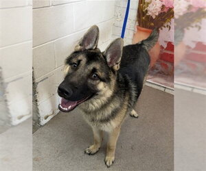 German Shepherd Dog-Unknown Mix Dogs for adoption in San Bernardino, CA, USA