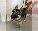 Small German Shepherd Dog Mix