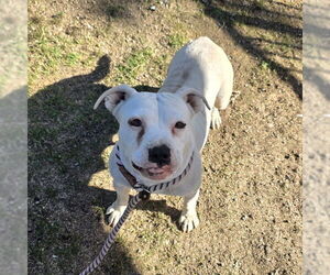 Staffordshire Bull Terrier-Unknown Mix Dogs for adoption in Long Beach, CA, USA