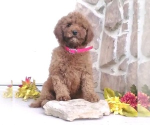 Goldendoodle Puppy for sale in GORDONVILLE, PA, USA