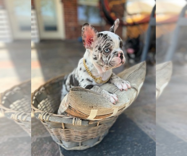 Medium Photo #2 French Bulldog Puppy For Sale in PEARLAND, TX, USA