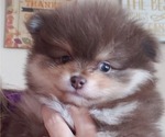 Small Photo #6 Pomeranian Puppy For Sale in LAKE ELSINORE, CA, USA