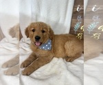 Small #4 Golden Retriever