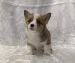 Small #1 Pembroke Welsh Corgi