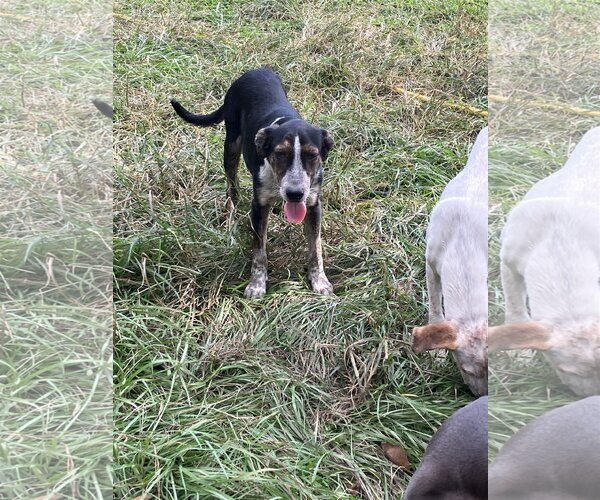 Medium Photo #1 Labrador Retriever-Unknown Mix Puppy For Sale in Slidell, LA, USA