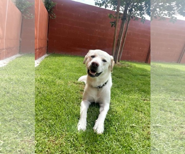 Medium Photo #6 Labrador Retriever Puppy For Sale in San Diego, CA, USA