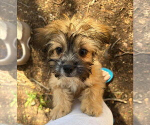 Groot - Male Hava-Apso Dog for Adoption - Photo #2
