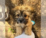 Small Photo #2 Hava-Apso Puppy For Sale in Grafton, WI, USA