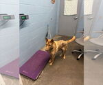 Small #1 German Shepherd Dog Mix