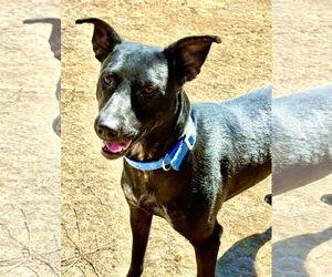 Labrador Retriever-Unknown Mix Dogs for adoption in Woodland, CA, USA