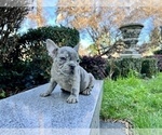 Small #203 French Bulldog