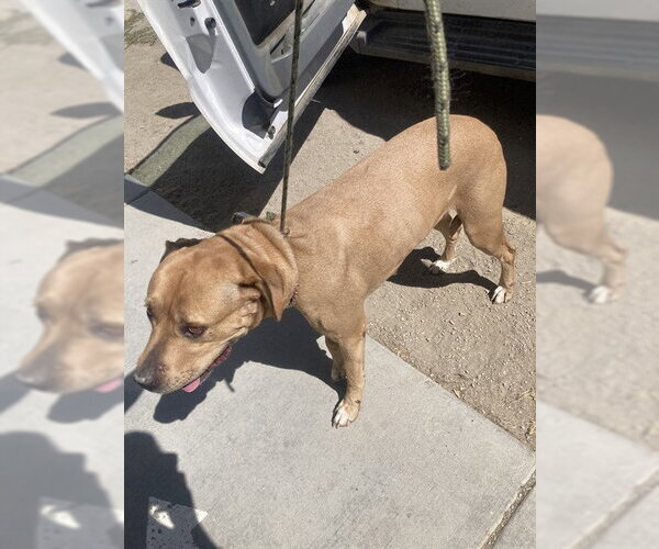 Medium Photo #1 Labrador Retriever-Unknown Mix Puppy For Sale in Bakersfield, CA, USA
