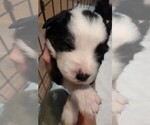 Puppy Bullseye Australian Shepherd
