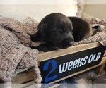 Small Photo #10 Labrador Retriever Puppy For Sale in BONAIRE, GA, USA