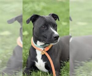 American Pit Bull Terrier Dogs for adoption in West Valley, UT, USA