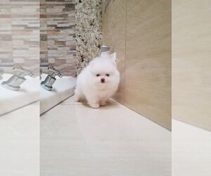 Pomeranian Puppy for sale in HOUSTON, TX, USA