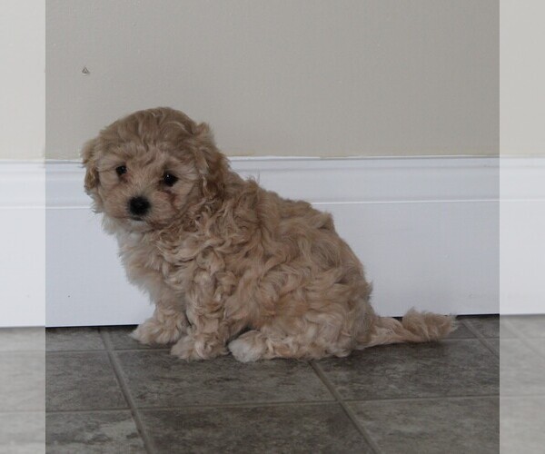 Medium Photo #3 Maltipoo Puppy For Sale in MANHEIM, PA, USA
