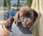 Small #4 Sheprador