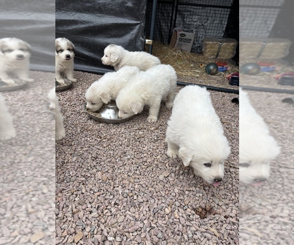 Medium Photo #4 Great Pyrenees Puppy For Sale in WOODLAND PARK, CO, USA