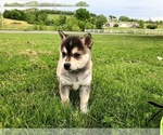 Small Photo #8 Alaskan Klee Kai Puppy For Sale in WILLIAMSBURG, OH, USA