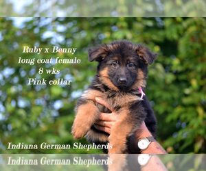 German Shepherd Dog Puppy for Sale in CHRISNEY, Indiana USA