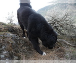 Small Photo #1 Great Pyrenees-Tibetan Mastiff Mix Puppy For Sale in Lillooet, British Columbia, Canada
