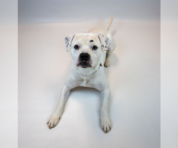 Medium Photo #3 Bulldog-Unknown Mix Puppy For Sale in Kennesaw, GA, USA