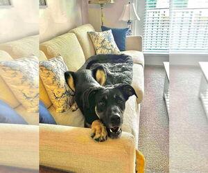 German Shepherd Dog-Unknown Mix Dogs for adoption in Springdale, PA, USA
