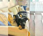 Small German Shepherd Dog Mix