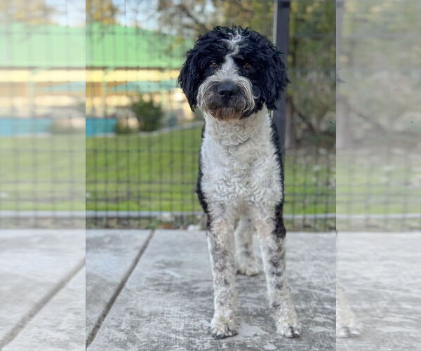 Medium Photo #6 Poodle (Standard)-Retriever  Mix Puppy For Sale in PIPE CREEK, TX, USA