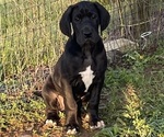 Small Photo #2 Great Dane Puppy For Sale in Elroy, WI, USA