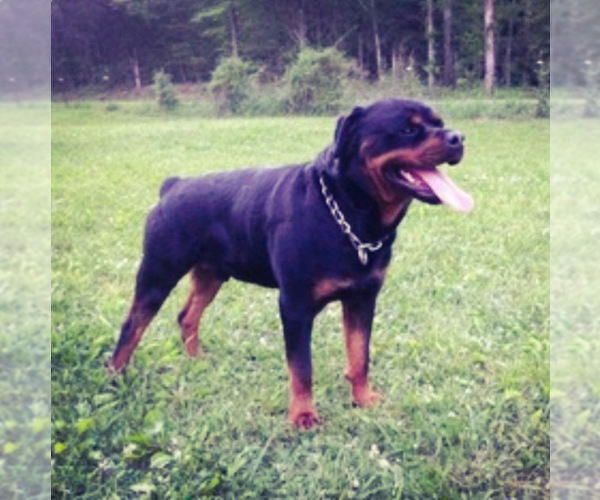 Medium Photo #10 Rottweiler Puppy For Sale in VONORE, TN, USA