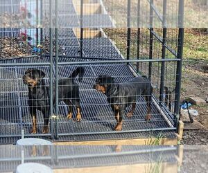 Father of the Rottweiler puppies born on 01/18/2024