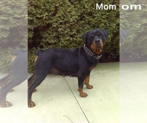 Mother of the Rottweiler puppies born on 11/09/2022